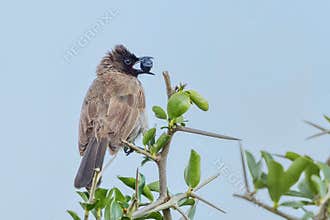 Common Bulbul, Eating Fruit