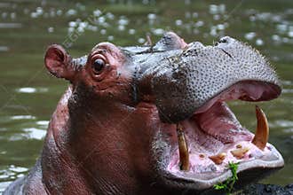 Hippopotamus