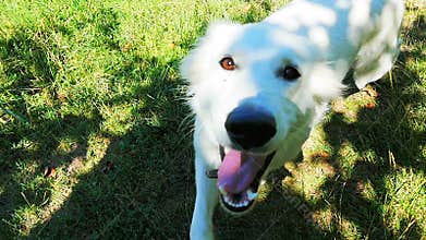 Dog running in grass
