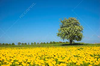 Spring meadow
