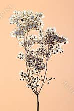 Dry pressed white flowers