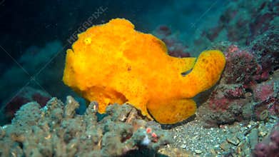 Yellow frog fish