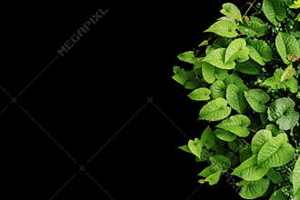 Heart shaped green leaves wild vines, tropical forest plants on