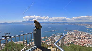 Gibraltar monkey panorama