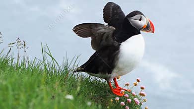 Atlantic Puffins standing on the cliff at Latrabjarg