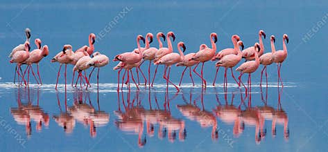 Flamingos on the lake with reflection. Kenya. Africa. Nakuru National Park. Lake Bogoria National Reserve.