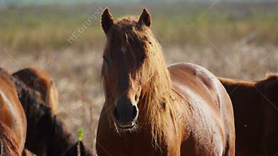Wild stallion in the danube delta