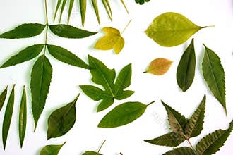 Green leaves