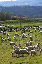 Sheep flock and shepherd