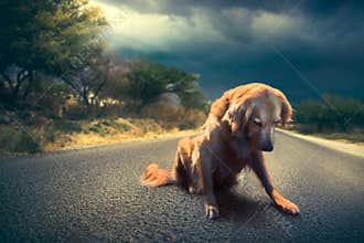 Sad, abandoned dog in the middle of the road /high contrast image