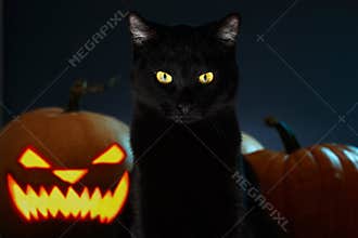 Portrait of Black Cat with Halloween pumpkin on Background