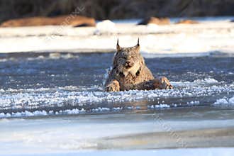 Lynx falling through the ice