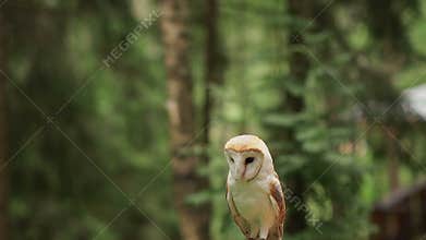 Barn owl (tyto alba) sits on the stump