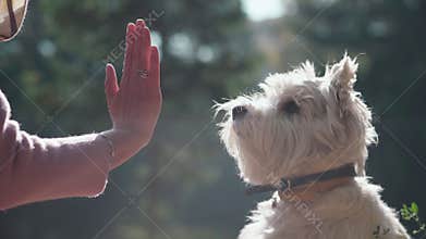 White terrier. Put out your paw Owner executes the command