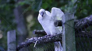 Young white cockatoo