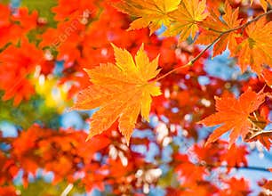 Fall red maple forest background