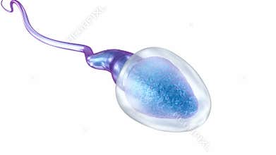 Sperm illustration isolated