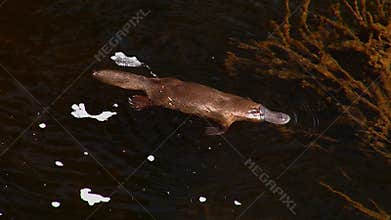 Platypus dives for food 02