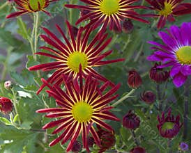 Red flowers