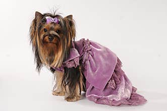 Small lap dog in dress