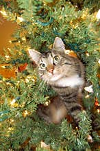 Cat in Christmas Tree