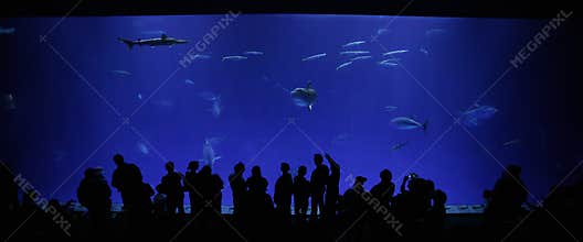 Monterey Bay Aquarium