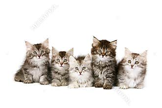 Siberian kittens