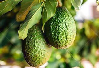 Green fruit of avocado on the tree
