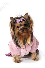 Yorkshire terrier in pink fur coat