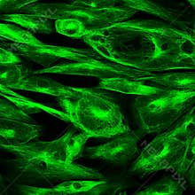 Confocal microscopy of fibroblast cells