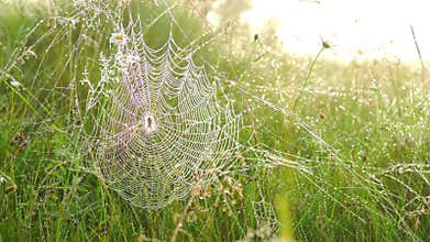 Spider on a Web.