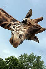 Giraffe