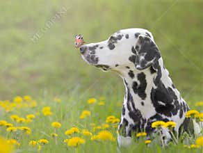 Cute dog with a butterfly on his nose
