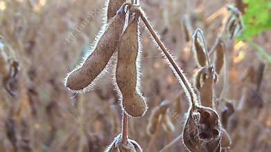 Soybeans Ready for Harvest, Soy Bean