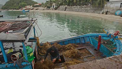 Closeup Men Unload Boat from Brown Seaweeds to Tractor on Pier