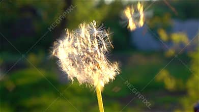 Mature dandelion blow away. Close up