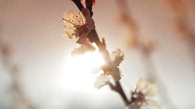 Flowering tree in the sun
