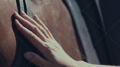 Horse mane. Woman's hand stroking the horse. Harness for horses
