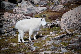 Wild mountain goat on Mount Evans