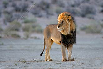 African lion, Kalahari, South Africa