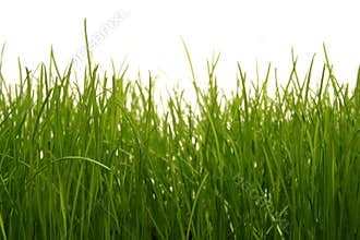 Grass
