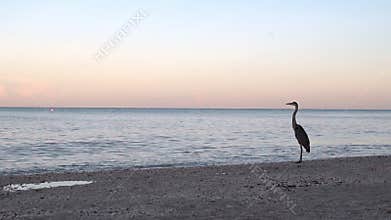 Great Blue Heron on Shore