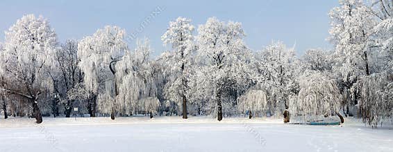 winter landscape