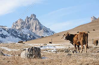 Caucasian bulls and cows on the mountain pastures in the tract near Mount Elbrus on a background of beautiful rocks