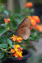 Tropical butterfly feeding. Bai Orchid and Butterfly farm. Mae Rim. Chiang Mai province. Thailand