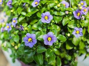 Purple Petunia Flowers Hanging