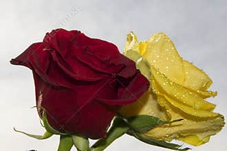 Red and yellow