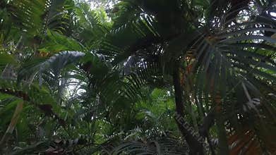 Passing through the jungle