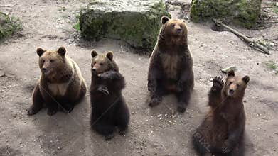 Brown bears