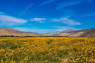 Desert Sunflowers
